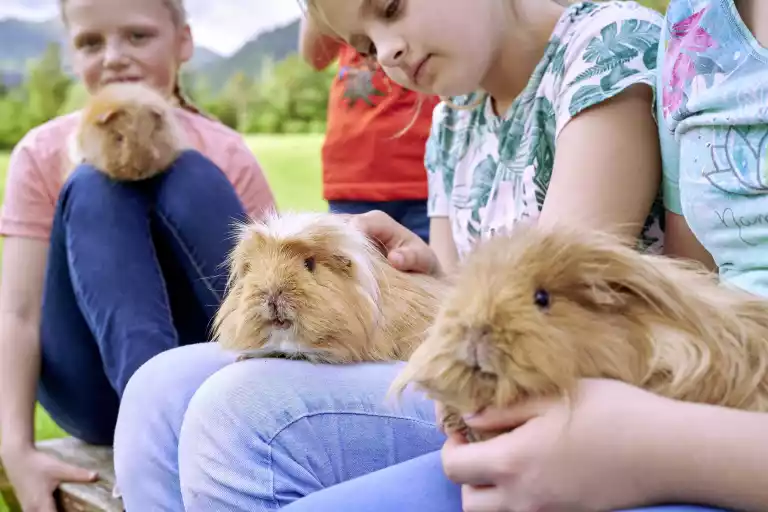 Kaninchen Ziegen Hühner Kühe Pferde